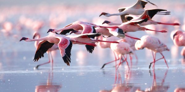 Flamingos-in-Lake-Nakuru-National-Parksss-1