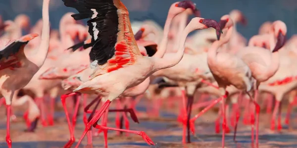 flamingos-Lake-Bogoria-Kenya-Great-Rift-Valley